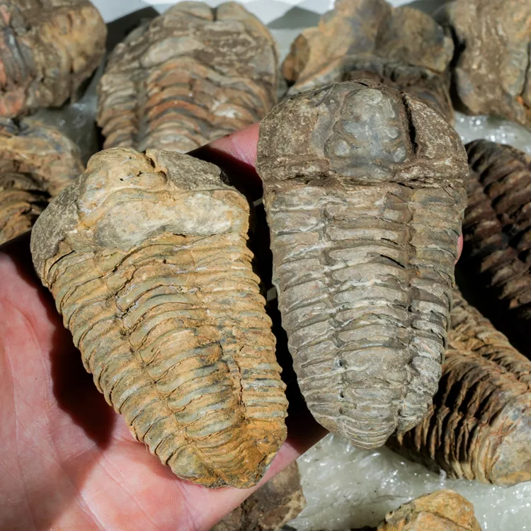 Trylobit 80-100mm – Naturalna Skamieniałość 445mln Lat – Rodzaj Flexicalymene